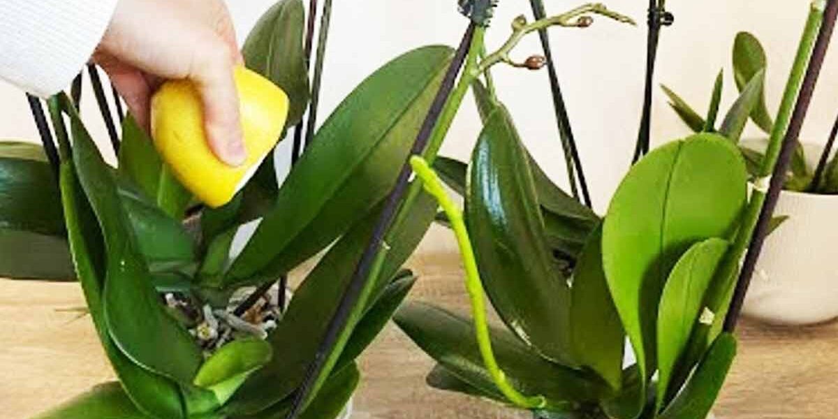 Orquídeas qué técnica utilizan los floristas para garantizar una