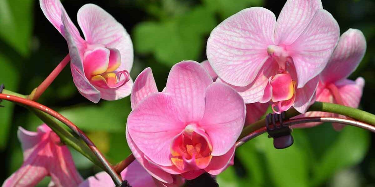 Cómo regar correctamente las orquídeas para que crezcan en las mejores