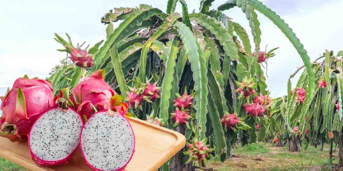 Cómo se cultiva la Pitaya en el jardín Trucos de la Abuela