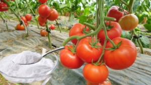 El bicarbonato de sodio es el mejor amigo del jardinero aquí hay 10