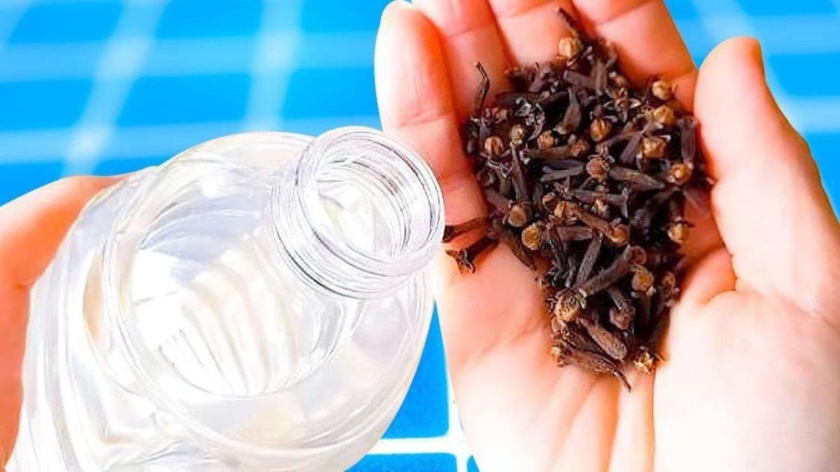 ¿Cómo puedo eliminar las cucarachas y los mosquitos con productos naturales?
