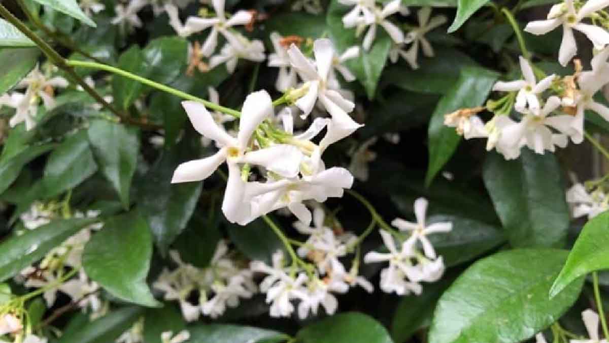 4 plantas maravillosas para perfumar tu balcón en verano