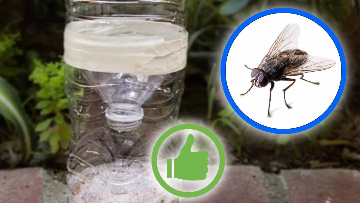 Tutorial fácil: ¡haz una trampa para moscas súper eficaz con una botella de plástico!