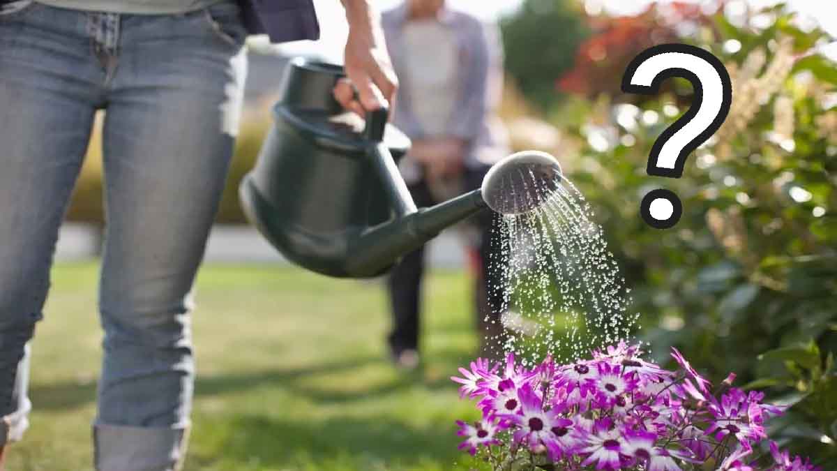 Una piña es todo lo que necesitas para saber si es o no el momento de regar tus plantas