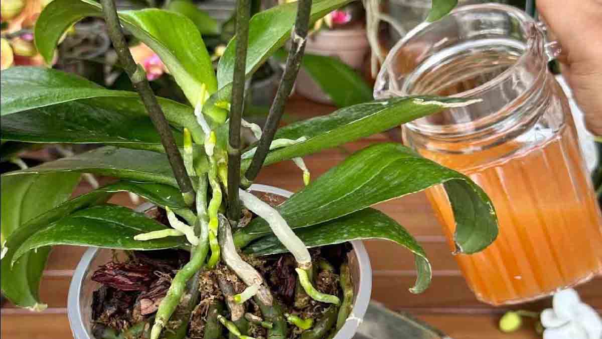 Una taza de este ingrediente al mes y tendrás un jardín y un balcón llenos de flores de colores.