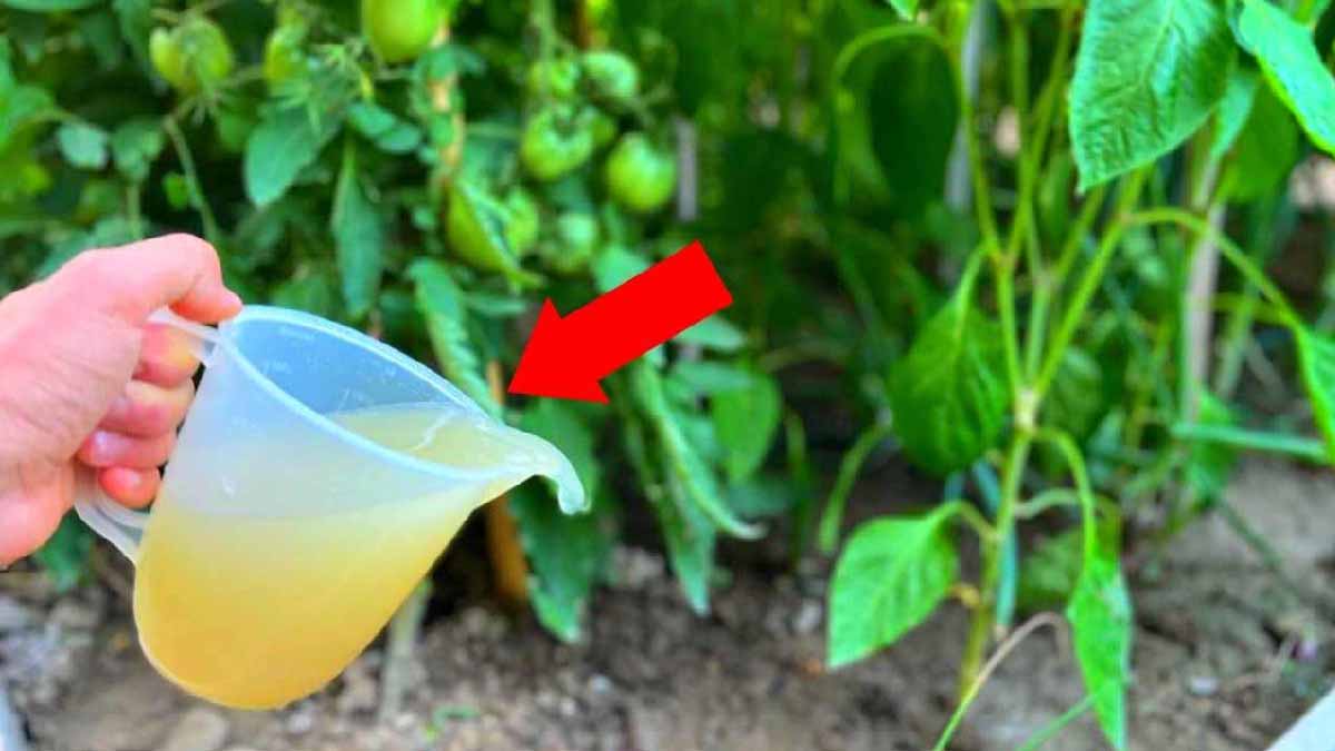 Utilice este abono natural en tomateras y pimenteras para obtener una cosecha abundante.