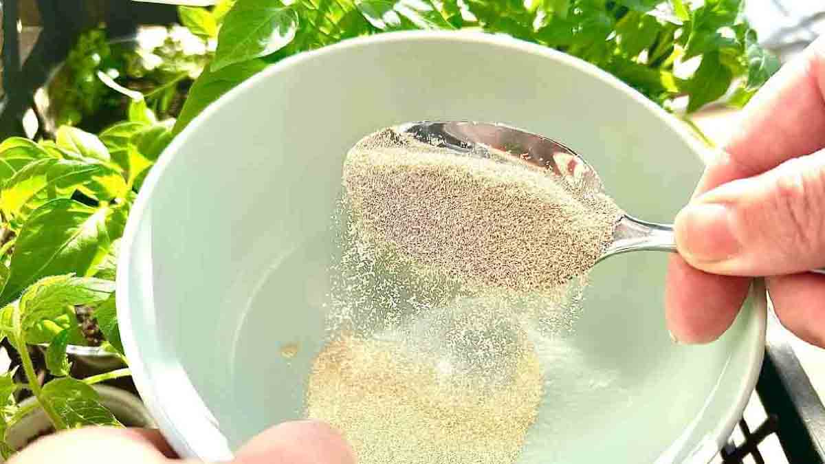 Este abono natural potenciará el crecimiento de las plántulas recién plantadas.