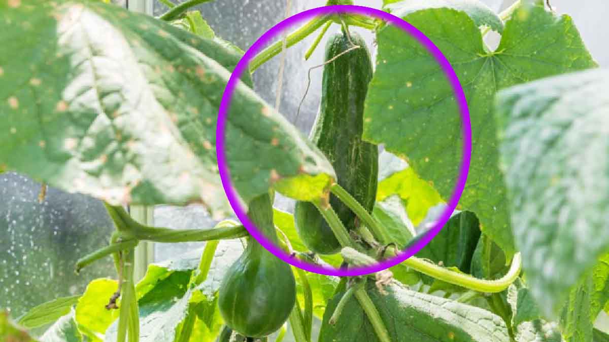 ¿Cómo cultivar calabacines en vertical? Aquí tienes nuestros mejores consejos.