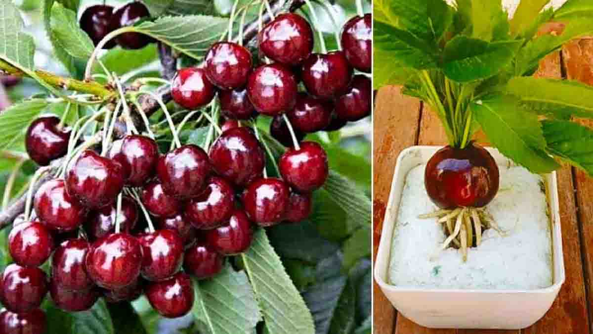 Puedes cultivar un cerezo en un abrir y cerrar de ojos si sigues este consejo de jardinero.