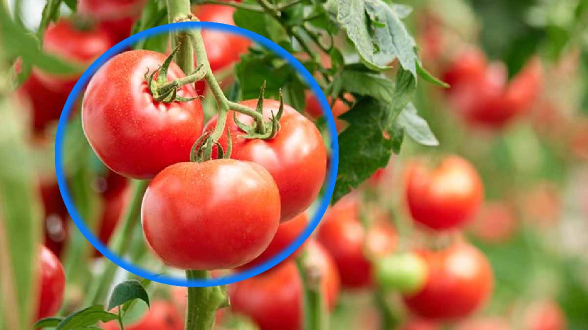 Cuida tus tomates en julio y agosto siguiendo estas buenas prácticas recomendadas por los expertos.