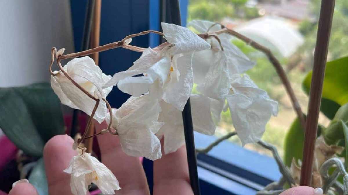 3 formas de recuperar una orquídea que se marchita con el calor