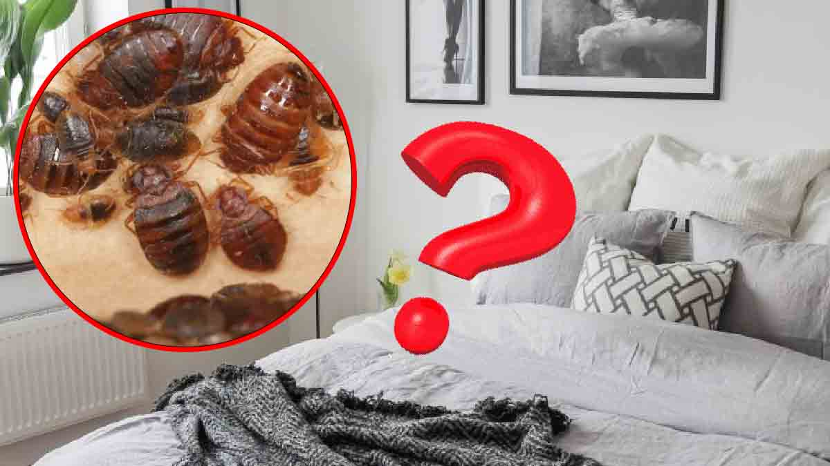 ¡3 aromas repelentes para deshacerte de las chinches en tu casa!