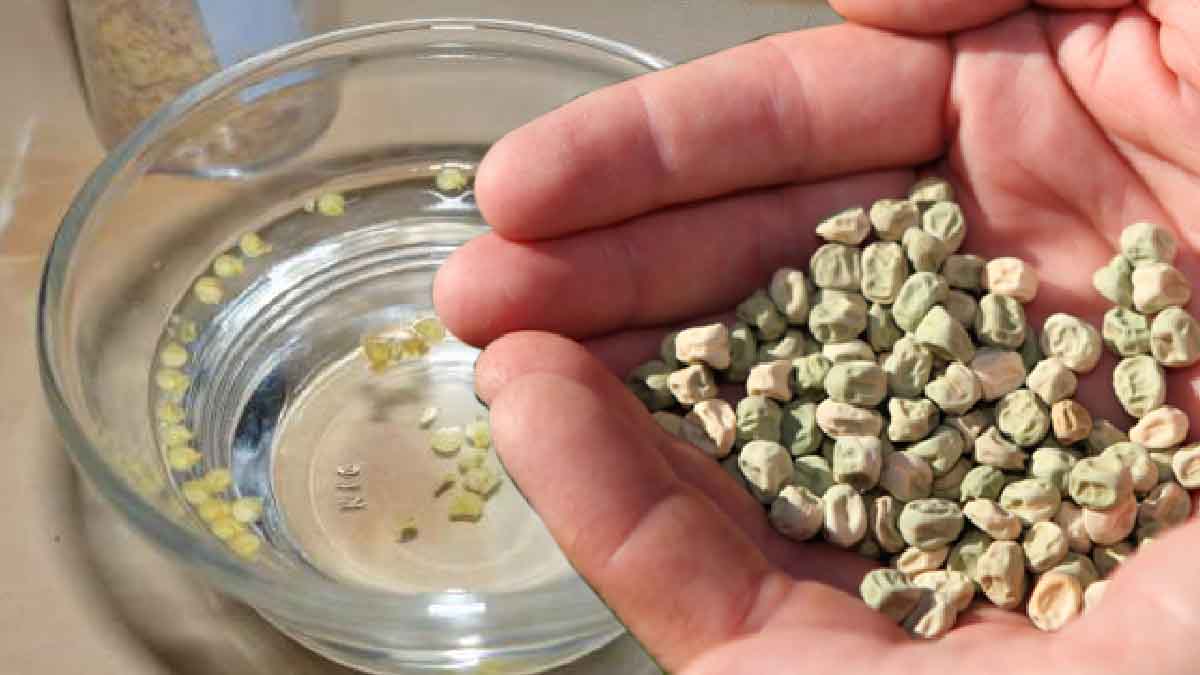 4 buenas razones para remojar las semillas antes de sembrarlas