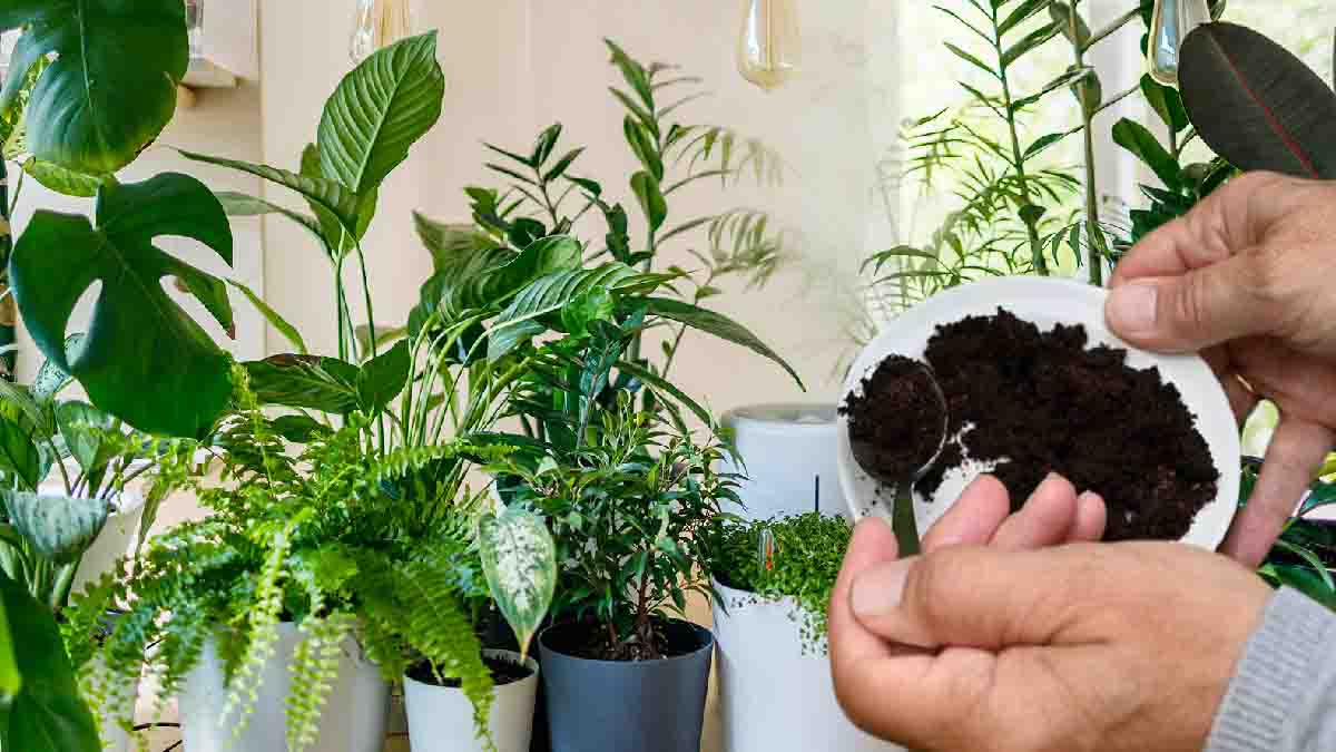 4 plantas que no soportan los posos del café