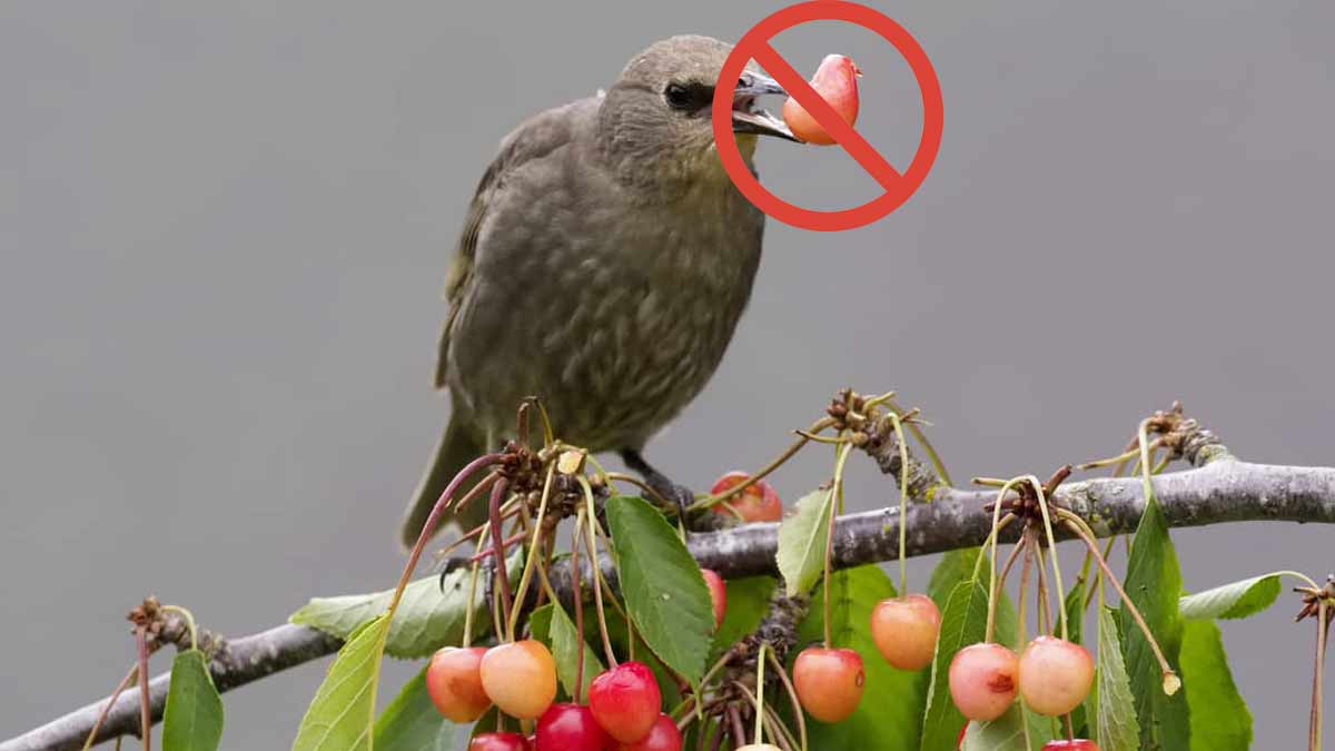 5 astuces pour protéger les cerises des oiseaux sans les abîmer
