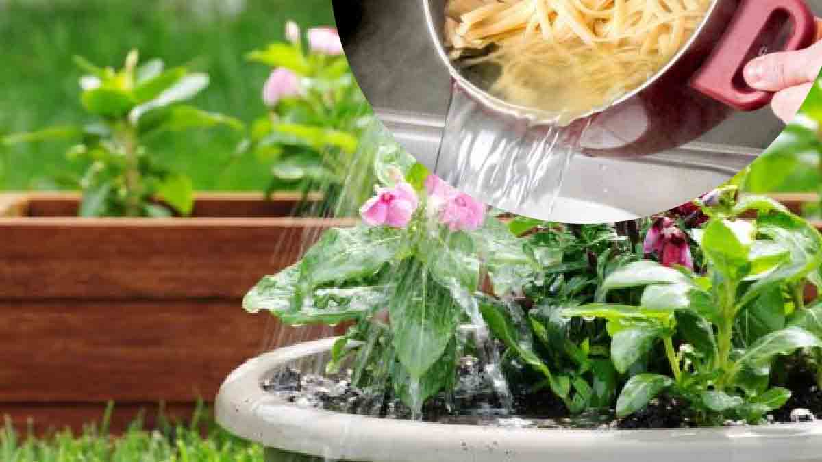 Regar las plantas: sí, pero con agua de cocer pasta | ¡No te puedes ni imaginar lo que pasa!