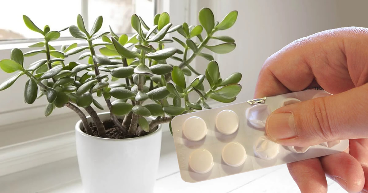 Este ingrediente es el secreto para hacer crecer las plantas y no cuesta nada