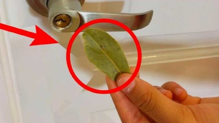Antes de acostarte, no olvides poner una hoja de laurel detrás de la puerta