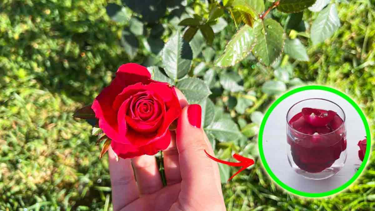 Puedes usar una rosa para perfumar la casa.