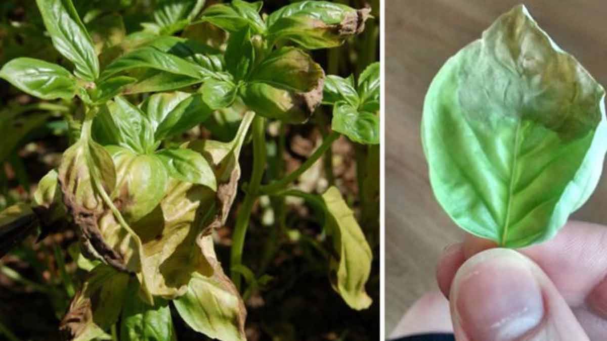 ¿Albahaca amarillenta y quemada? ¡Aquí tienes el remedio barato que puede salvar tu planta!