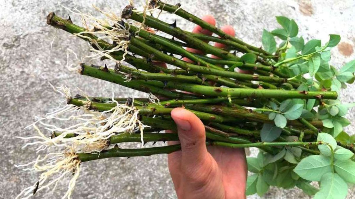 Propagación de ramas de rosal en arena, cómo plantarlas para obtener muchas raíces
