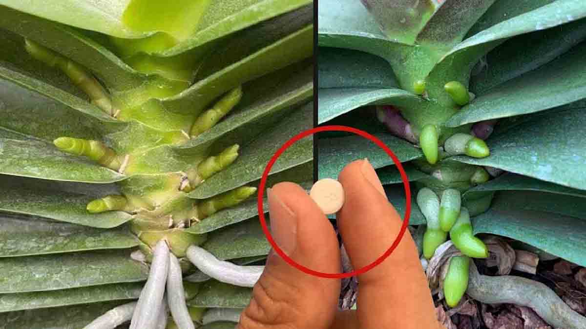 Este abono especial potenciará las raíces y las flores de sus plantas durante 4 temporadas.
