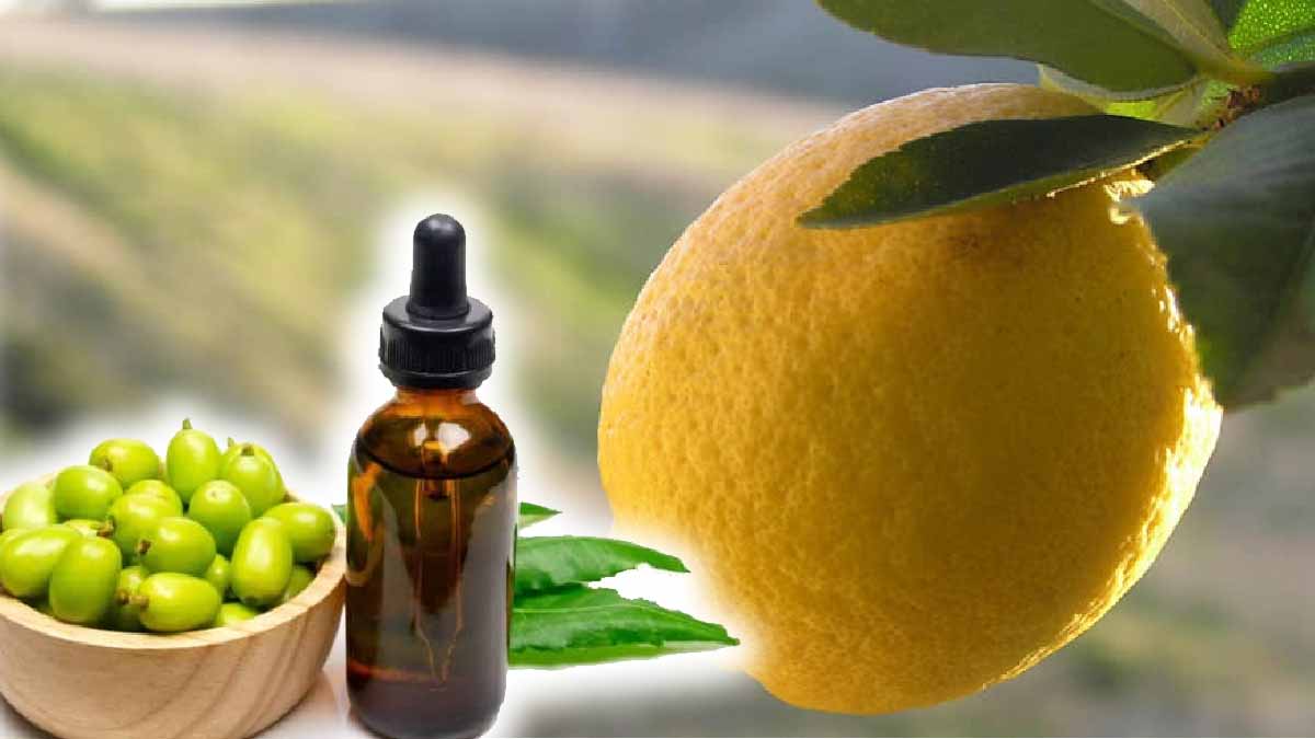Limón gigante: ¡sólo necesita un poco de aceite para obtener excelentes resultados!