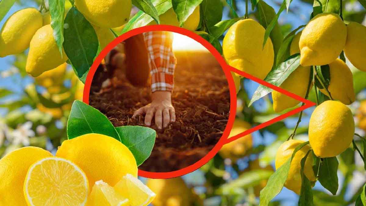 Limones: cómo abonarlos para cosechar frutos abundantes y exuberantes