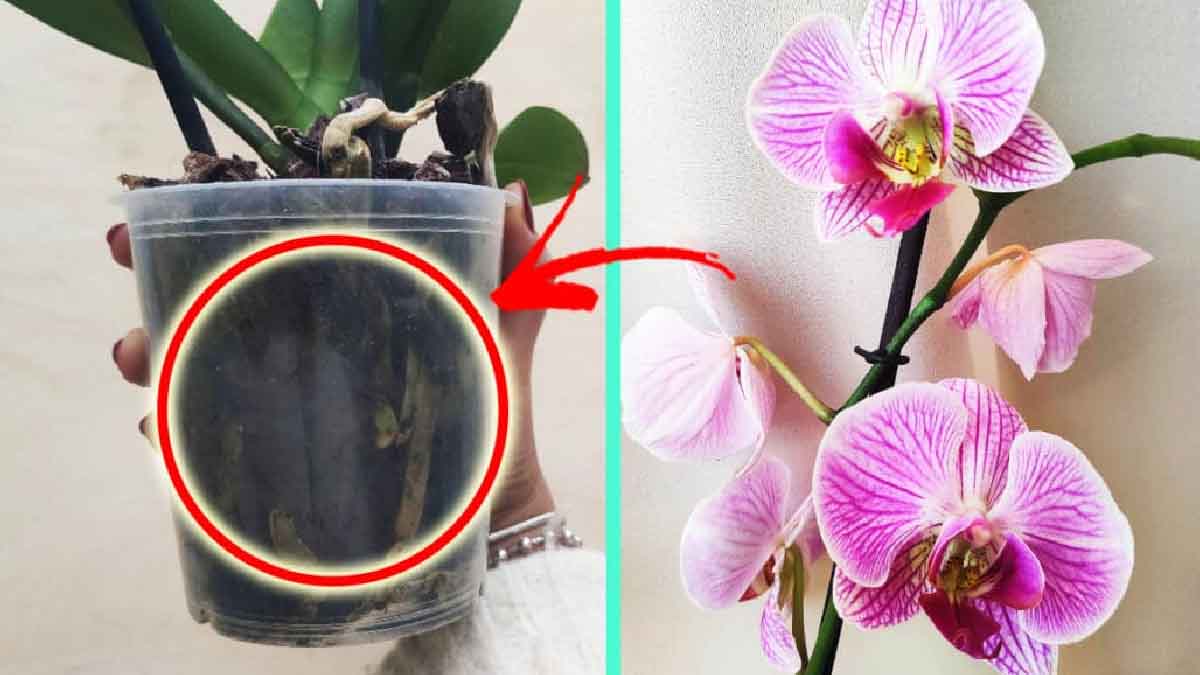 ¿Cómo puede potenciar su orquídea para que produzca flores todos los años?