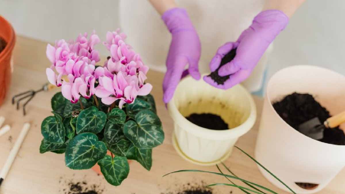 ¿Cómo cultivar ciclamen correctamente en casa?