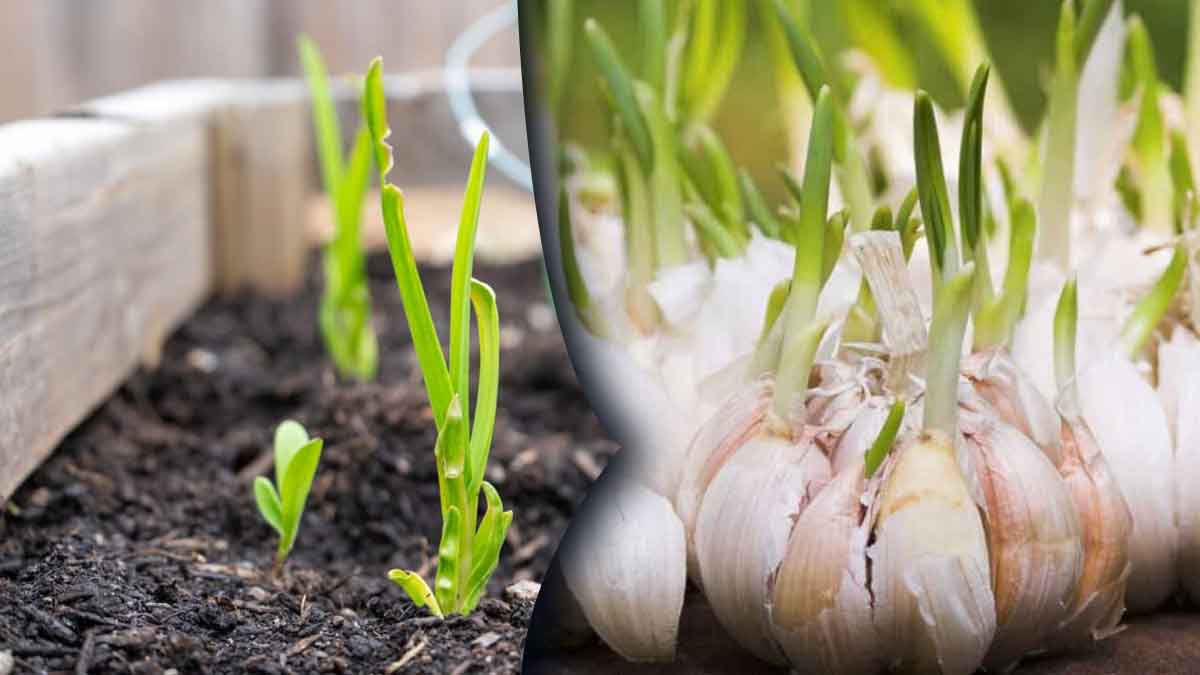 ¿Cómo cultivar ajos en el balcón en unos sencillos pasos?