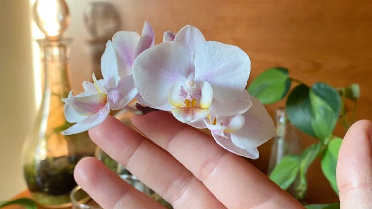 ¿Cómo puede cuidar su orquídea para que florezca enseguida en septiembre?