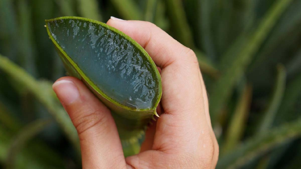 ¿Cómo salvar una planta de aloe vera moribunda? He aquí el método infalible de los expertos.