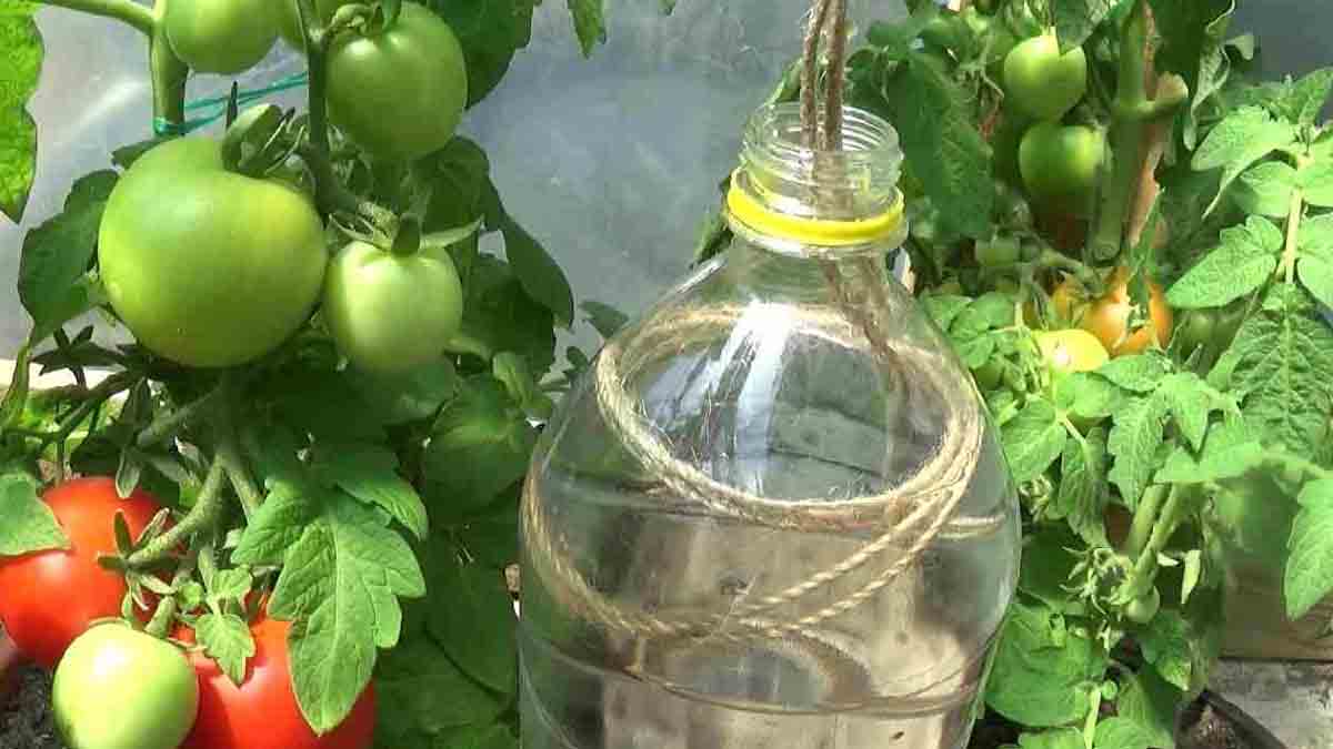 ¿Has oído hablar del sistema de riego por goteo? ¡Sólo necesitas una botella y un cordel para tener un jardín exuberante!