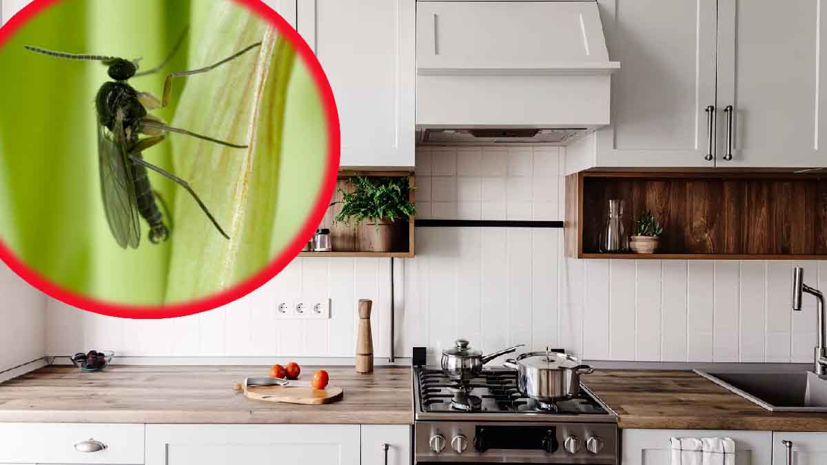 Una cocina llena de mosquitos: ¡he aquí las razones y las soluciones para deshacerse de ellos!