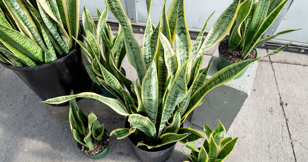 Cómo curar y multiplicar la sansevieria (o lengua de suegra)
