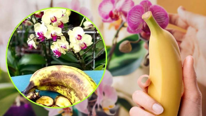 ¿Plátanos en orquídeas? Es el truco favorito de todo jardinero experto.