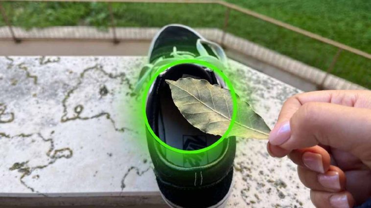 A partir de ahora, ponte una hoja de laurel en los zapatos antes de acostarte: serás adicto a este truco.