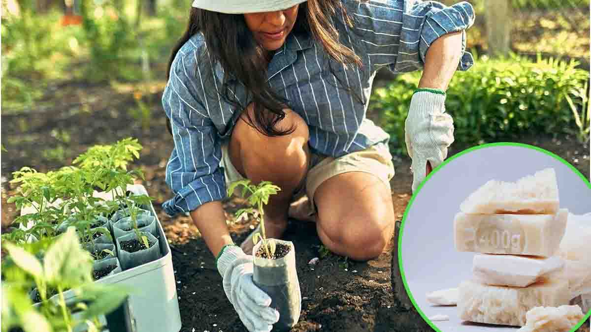 Jabón en el jardín: ¡sus plantas le agradecerán este resultado inimaginable!