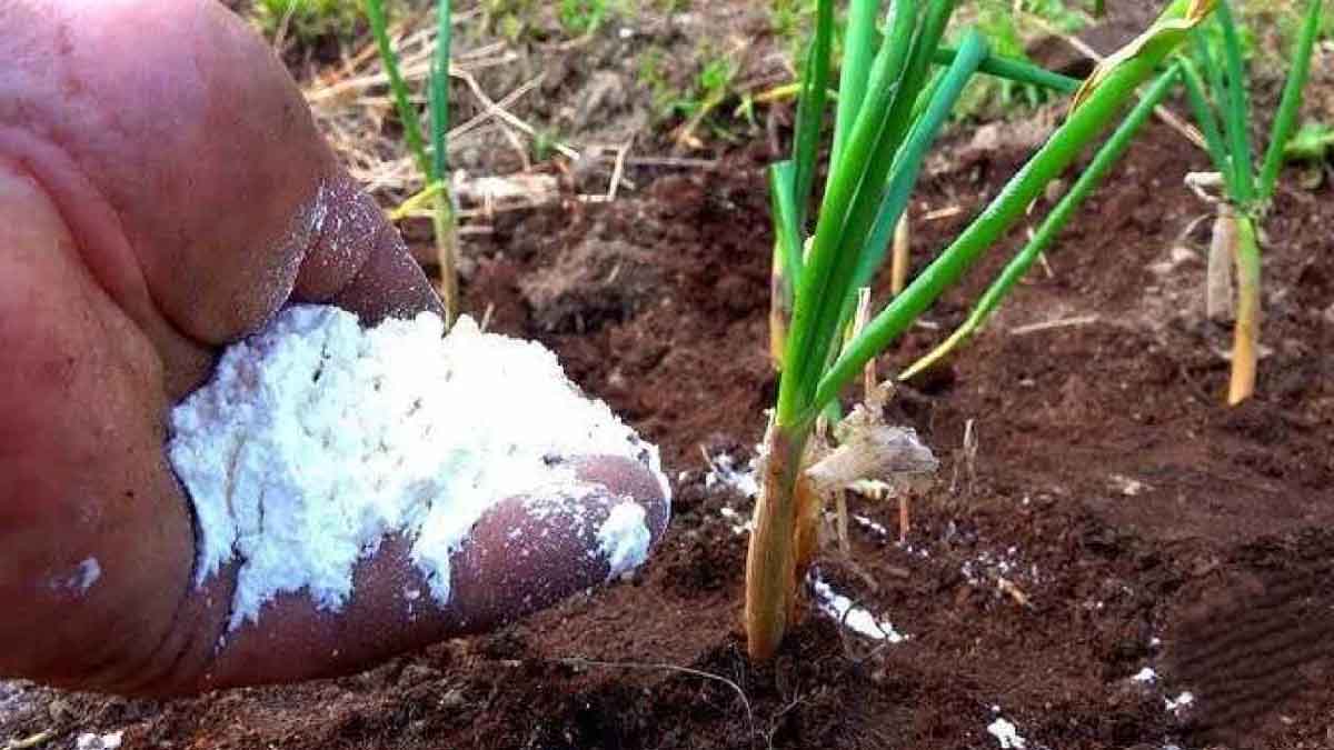 En junio, abona las cebollas con este fertilizante y ¡serán muy grandes en el momento de la cosecha!