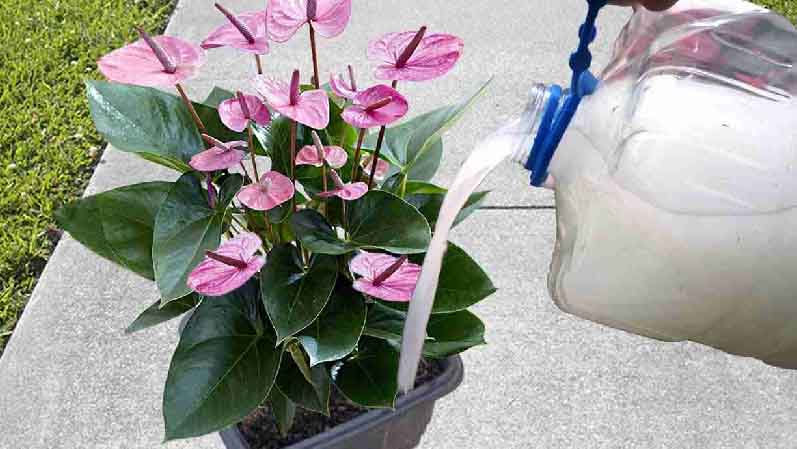 Abono natural: ¡hará que sus plantas estén más bonitas y sanas que nunca!