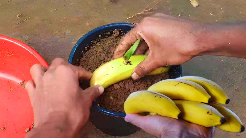 ¡Entierra un plátano en una maceta y en 7 días descubrirás algo extraordinario!