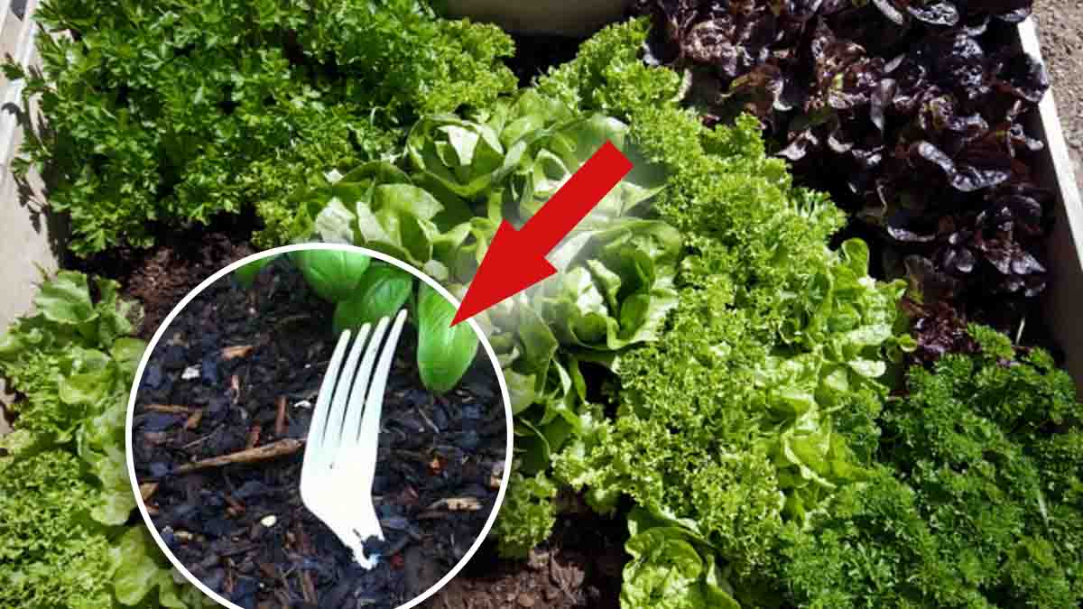 Horquillas de plástico en el huerto: es una idea descabellada, ¡pero podría salvar tu cosecha!