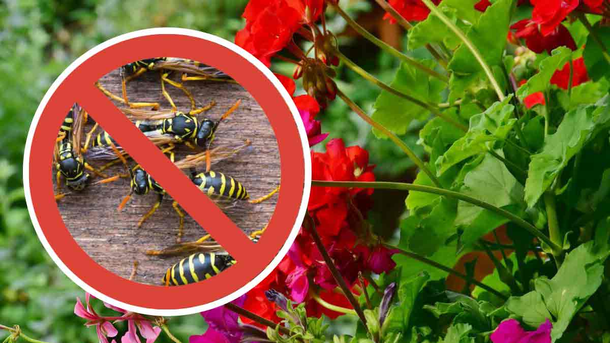 Avispas: ¡5 plantas repelentes para alejarlas definitivamente!
