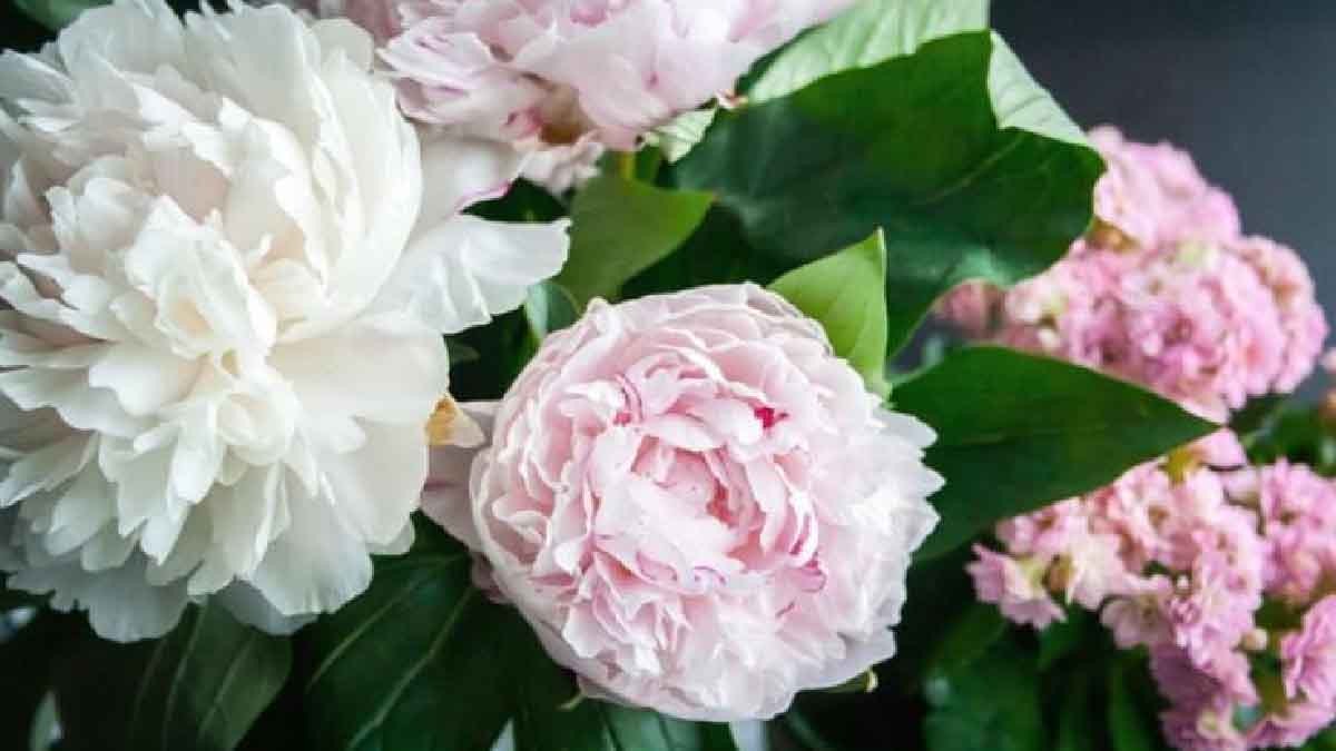 Una guía completa para cultivar peonías en su jardín.