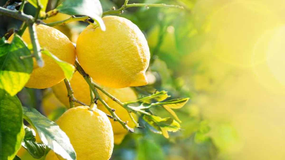No recojo los limones de mi limonero: ¿qué va a pasar?