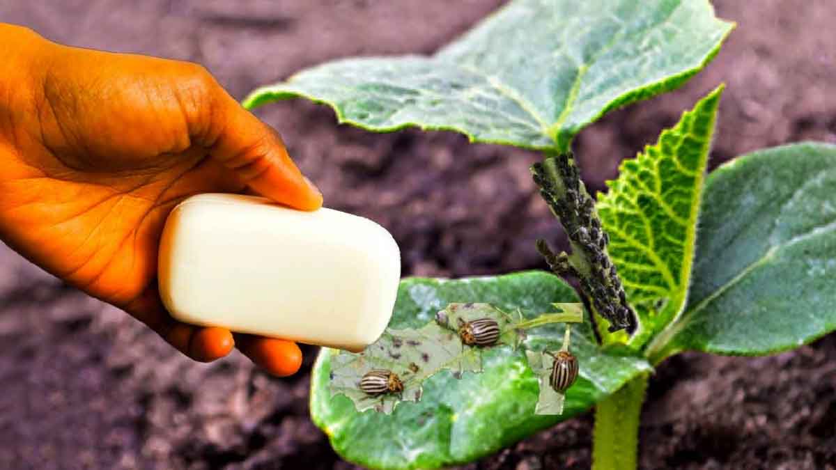 Es el mejor insecticida para erradicar los pulgones de las plantas
