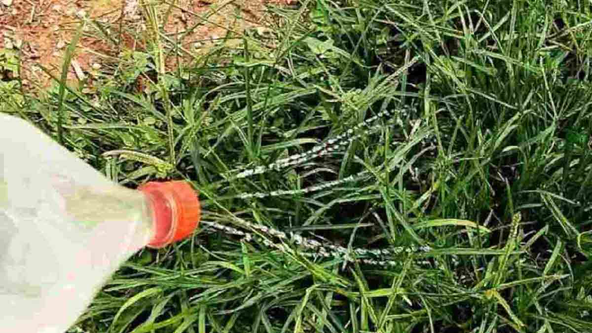 ¡El método natural indiscutible para erradicar para siempre las malas hierbas del jardín!