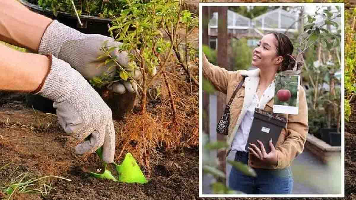 El otoño es la mejor época para plantar: éstas son las mejores plantas para cultivar en septiembre