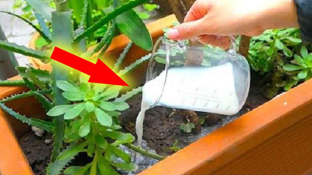 La leche es muy útil en el jardín: ¡descubramos de qué es capaz!